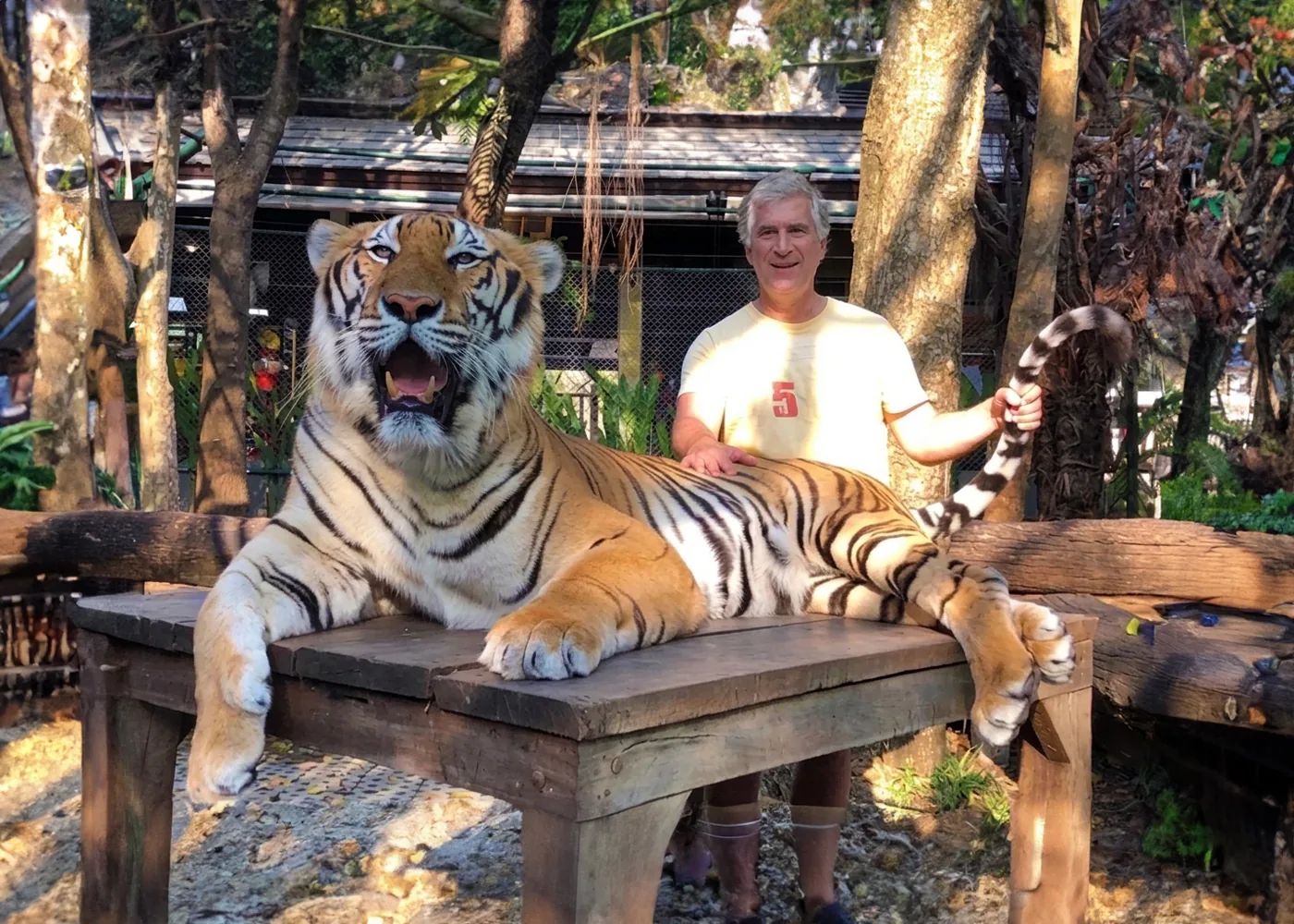 Tigre — audacia